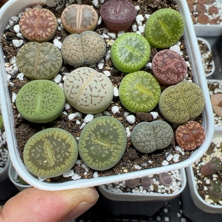 【闪购商品】 561。