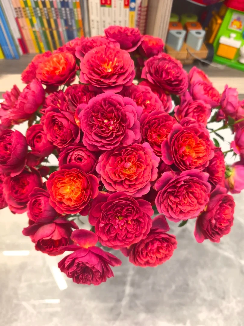 倾城果汁微月勤花丰花多季开花盆栽阳台庭院绿植花卉月季扦插苗