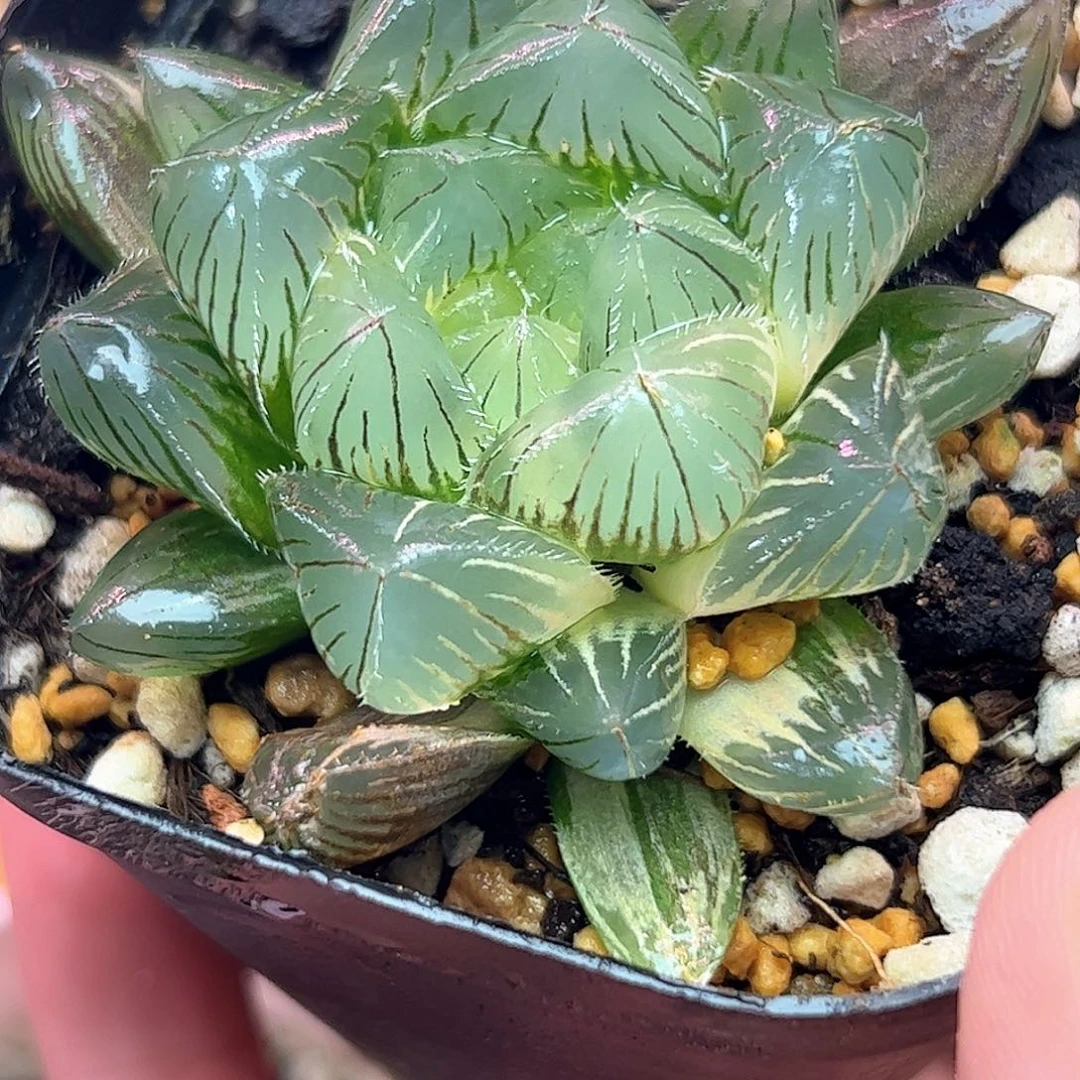 特大赤线锦十二卷多肉