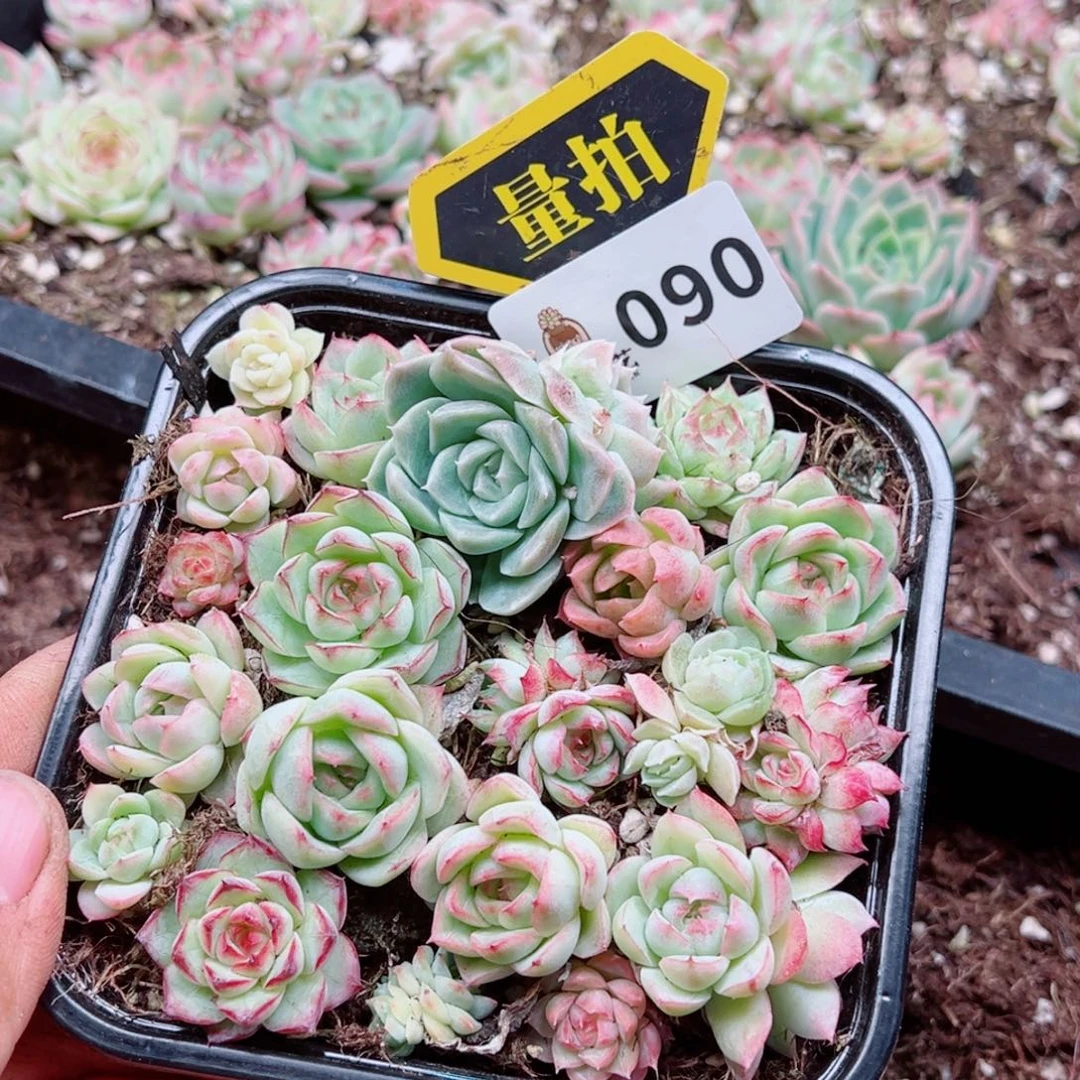 多肉植物多肉植物