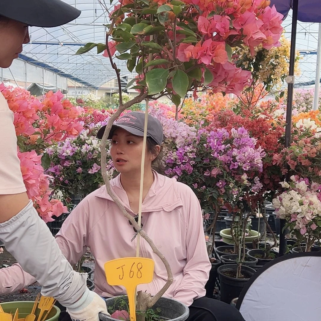 靓***大部分花苞少量开放J68波妹