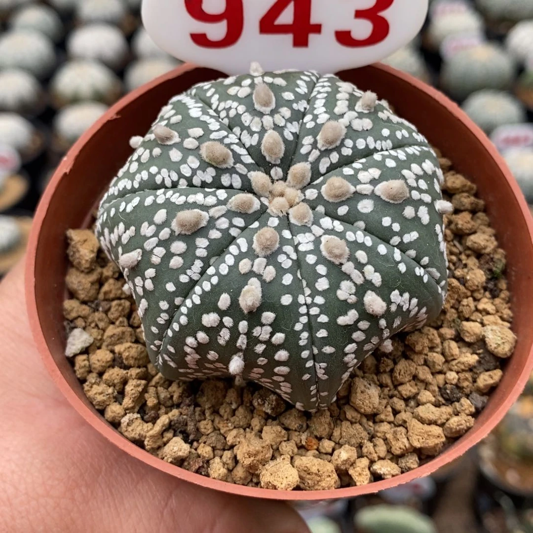 943七愣浓白超兜