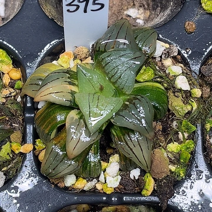 395红纹寿锦出云窗脱土发货