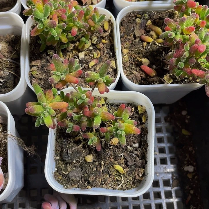 彩色糖球3.8带盆土