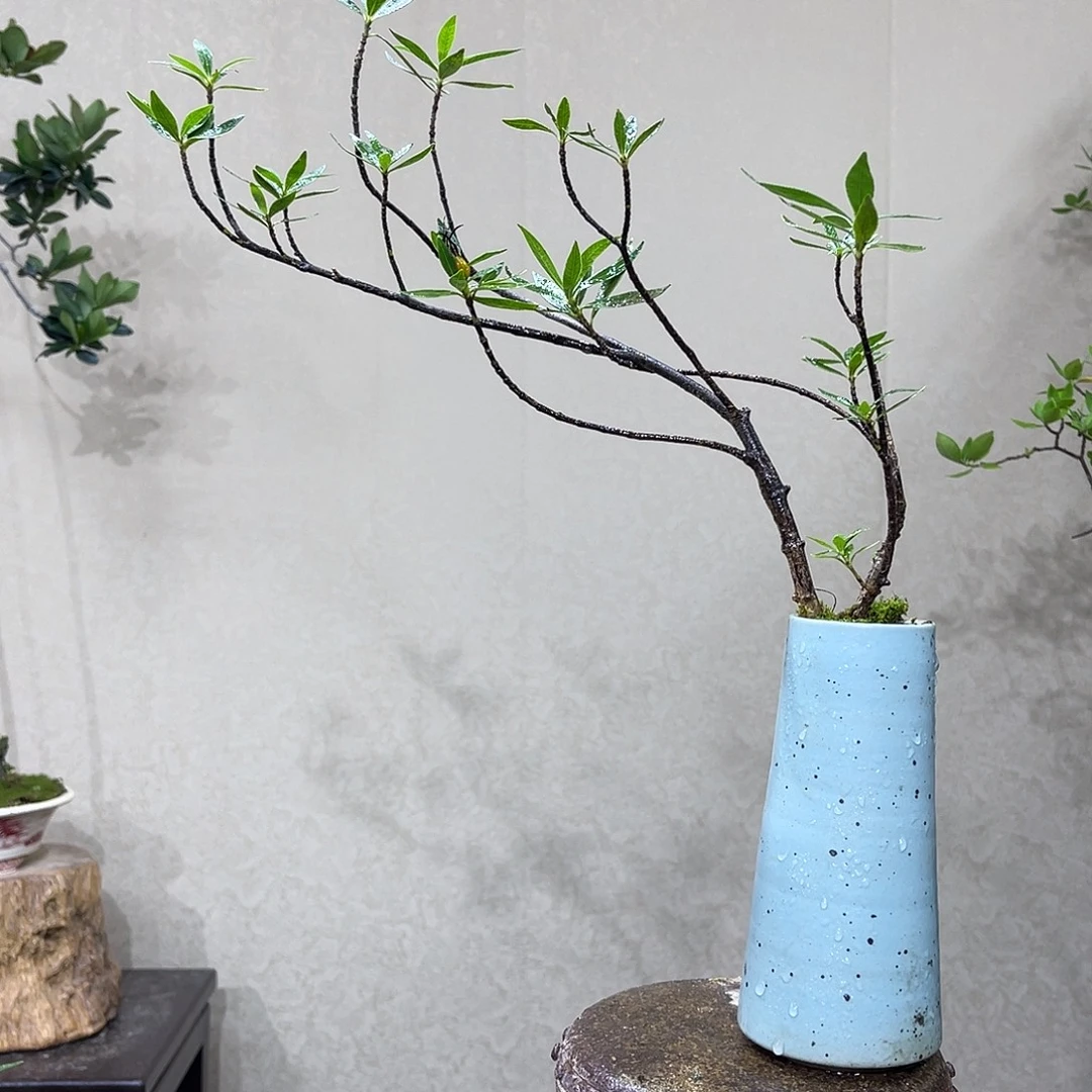 喵****无花朵36494854584555888