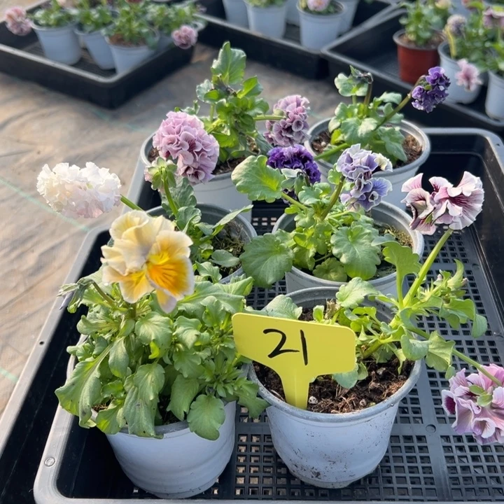 完全开放角瑾21无售后