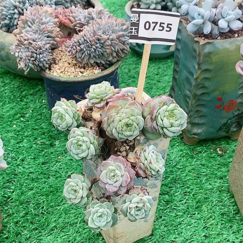 【闪购商品】天鹅绒0755