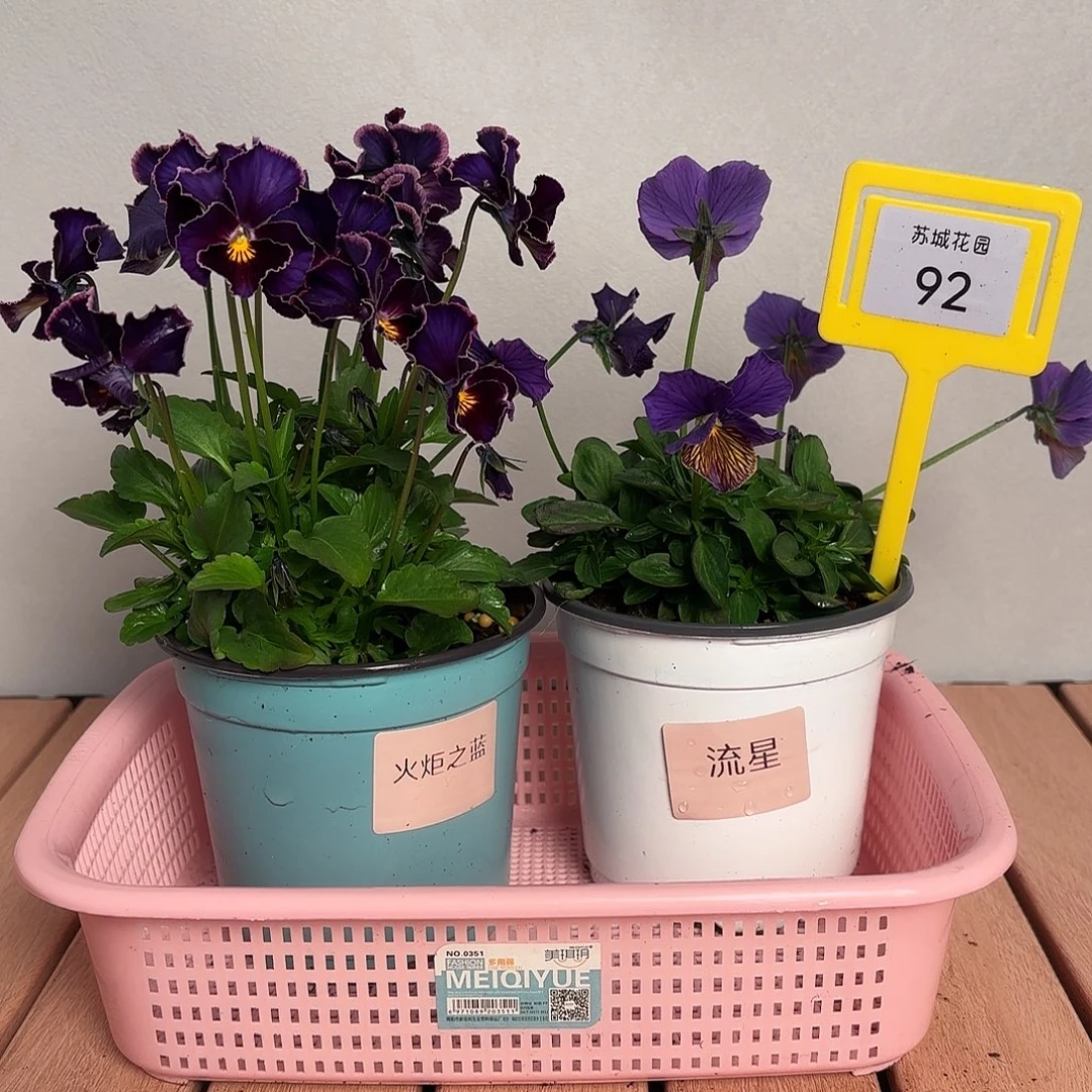 大部分开放少量花苞92