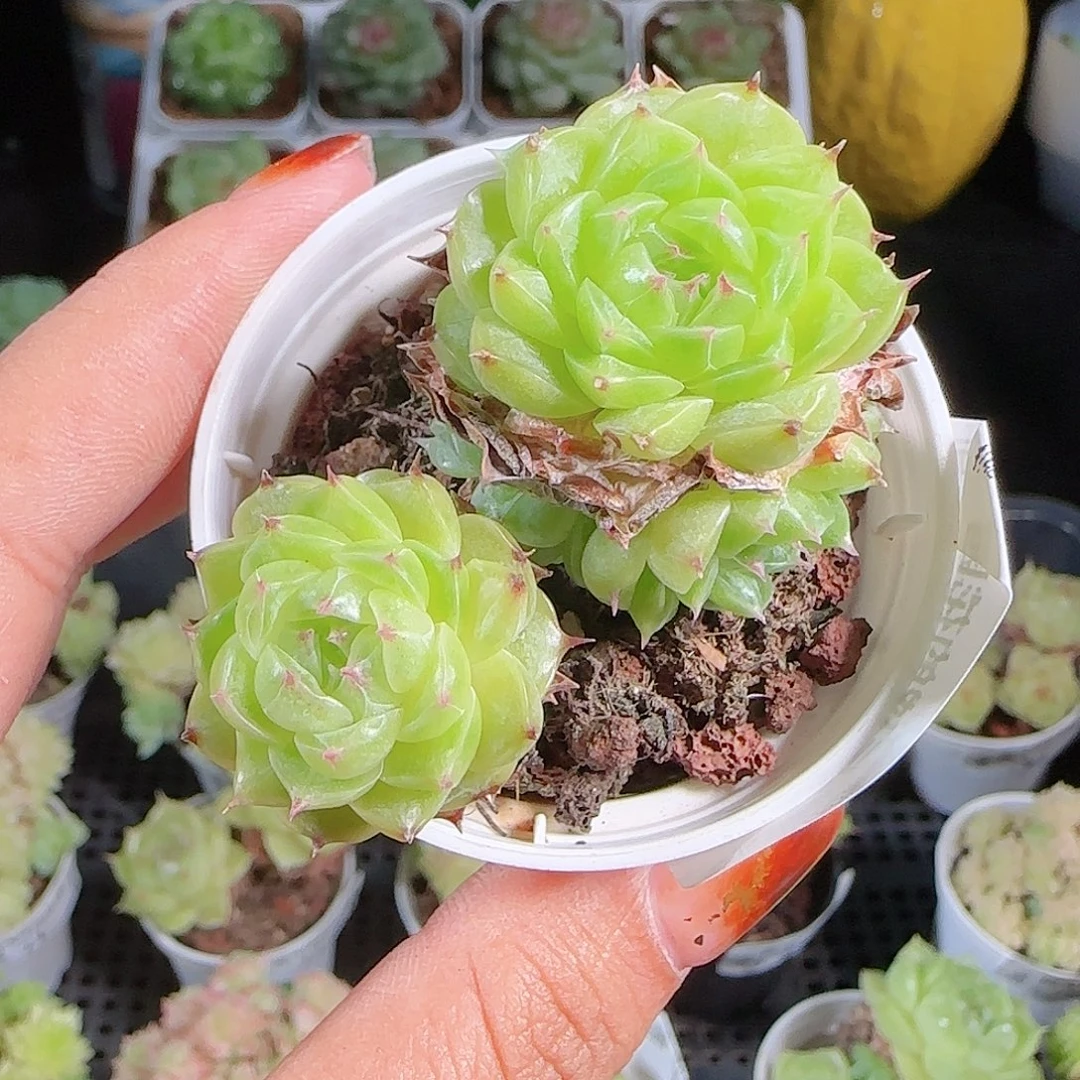 1007--84麦秆优选不包整