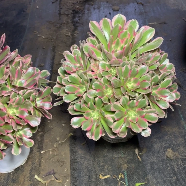 42粉女郎多肉植物多肉多肉