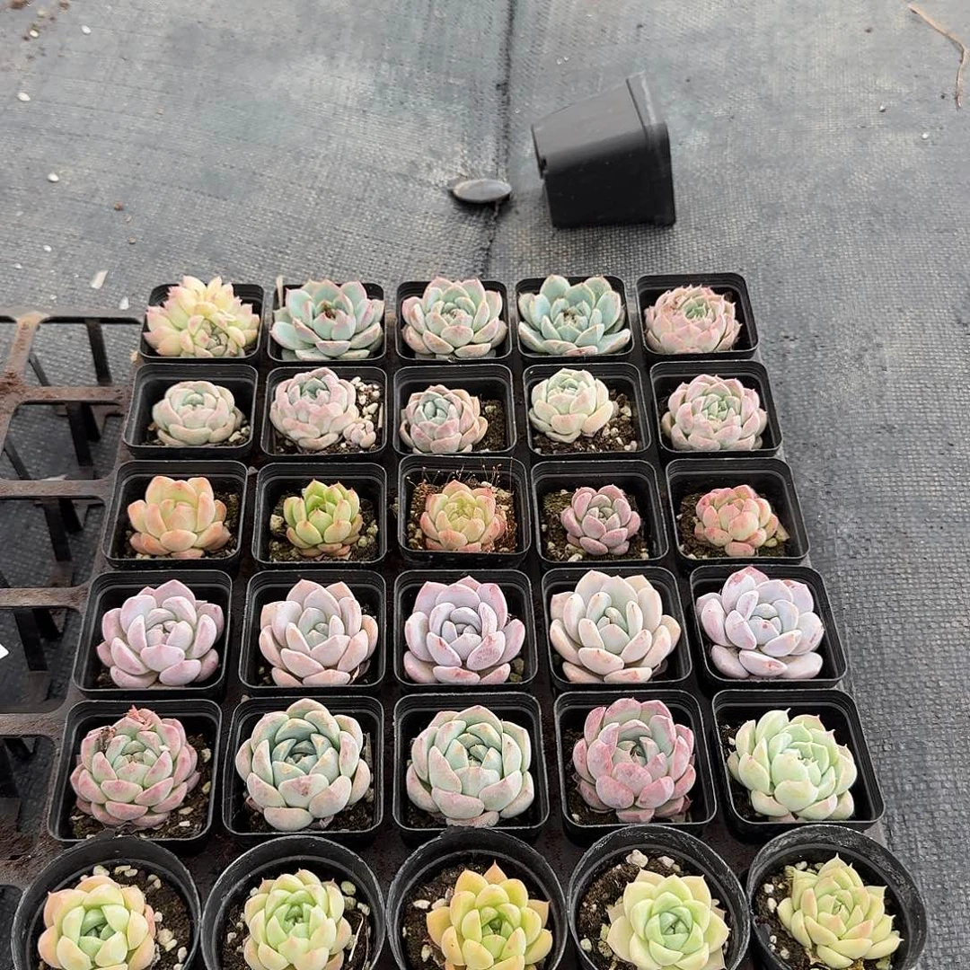 8-100多肉杂交三十颗量拍左九（麦秆附近）