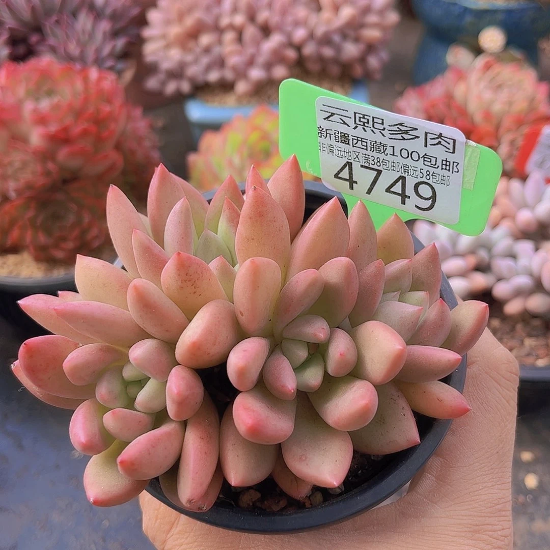 4749仙贝多肉植物