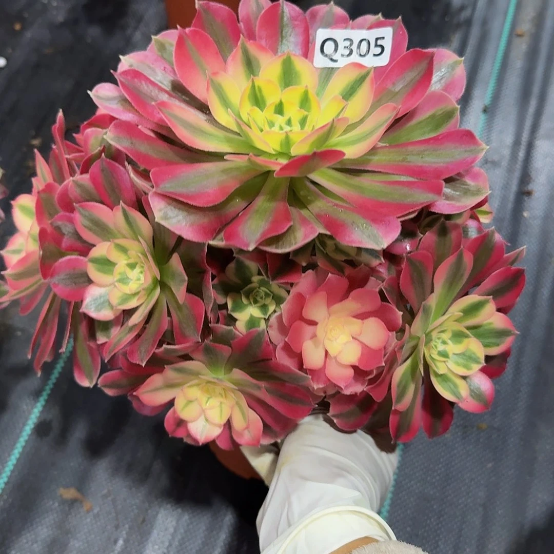 305女巫44冠服25.6左右