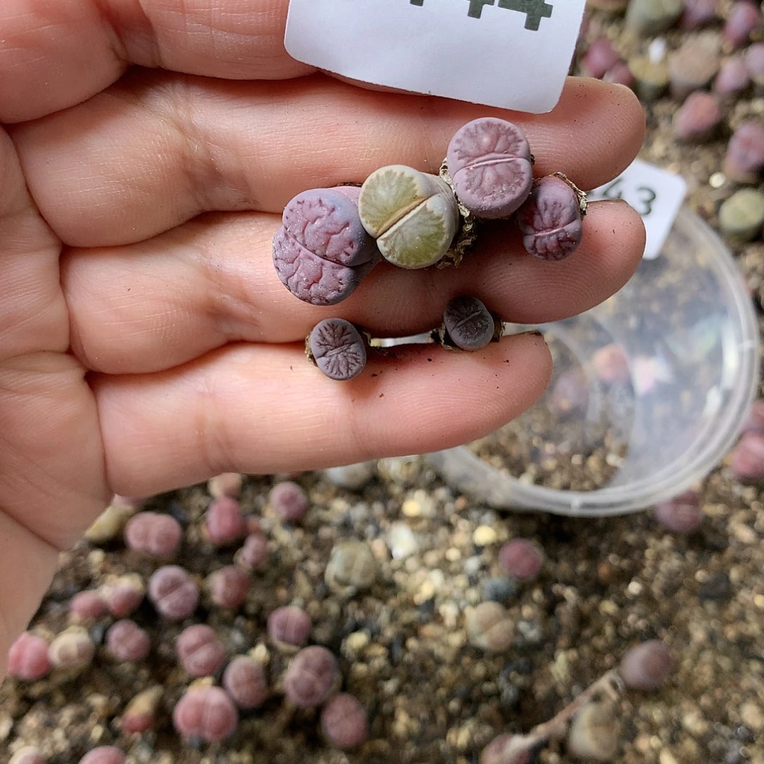 一*G443多肉植物保护