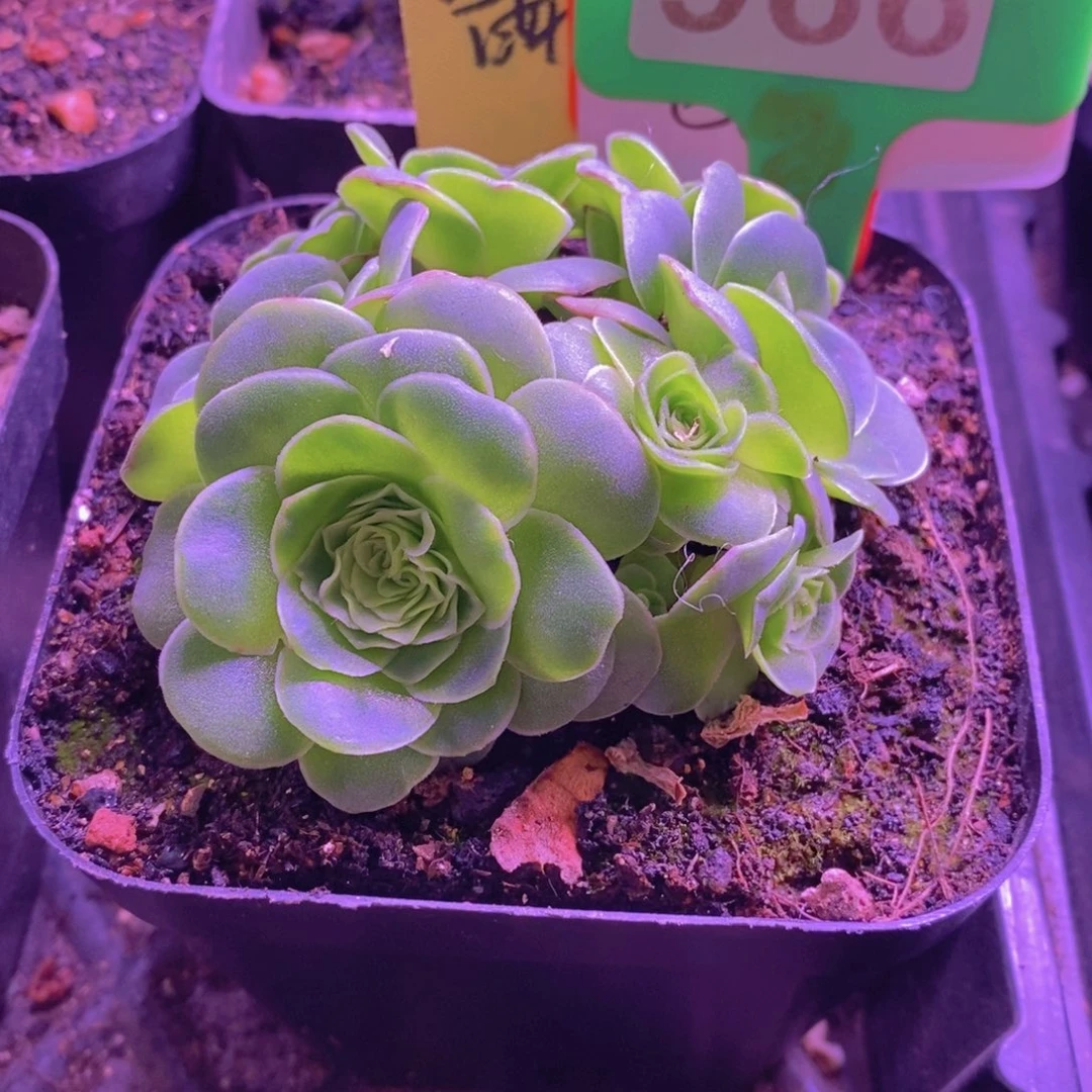 可****山地玫瑰一物一拍966