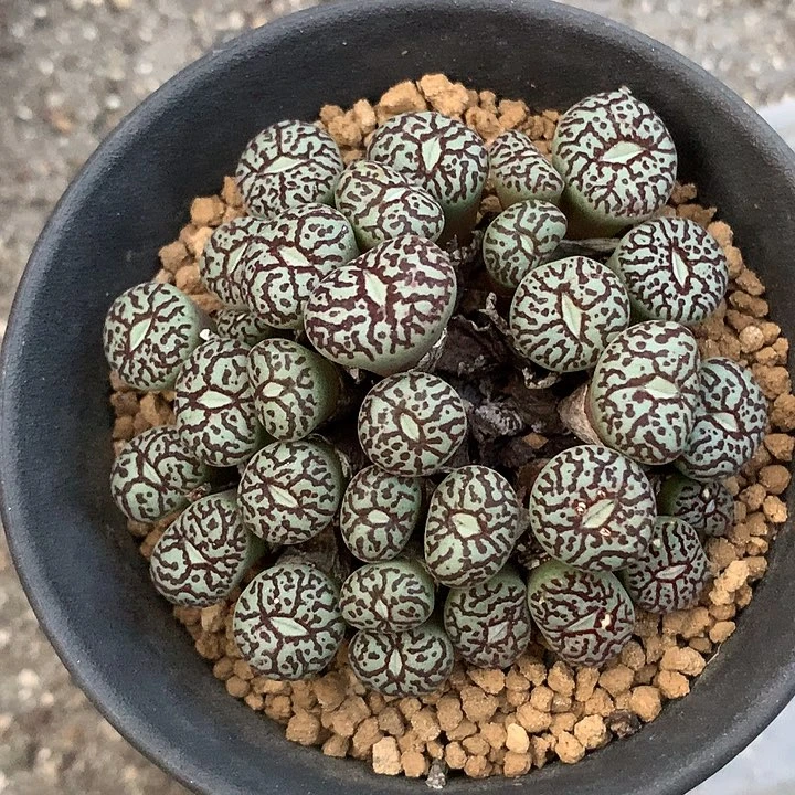 精品多肉植物精品多肉墨小锥