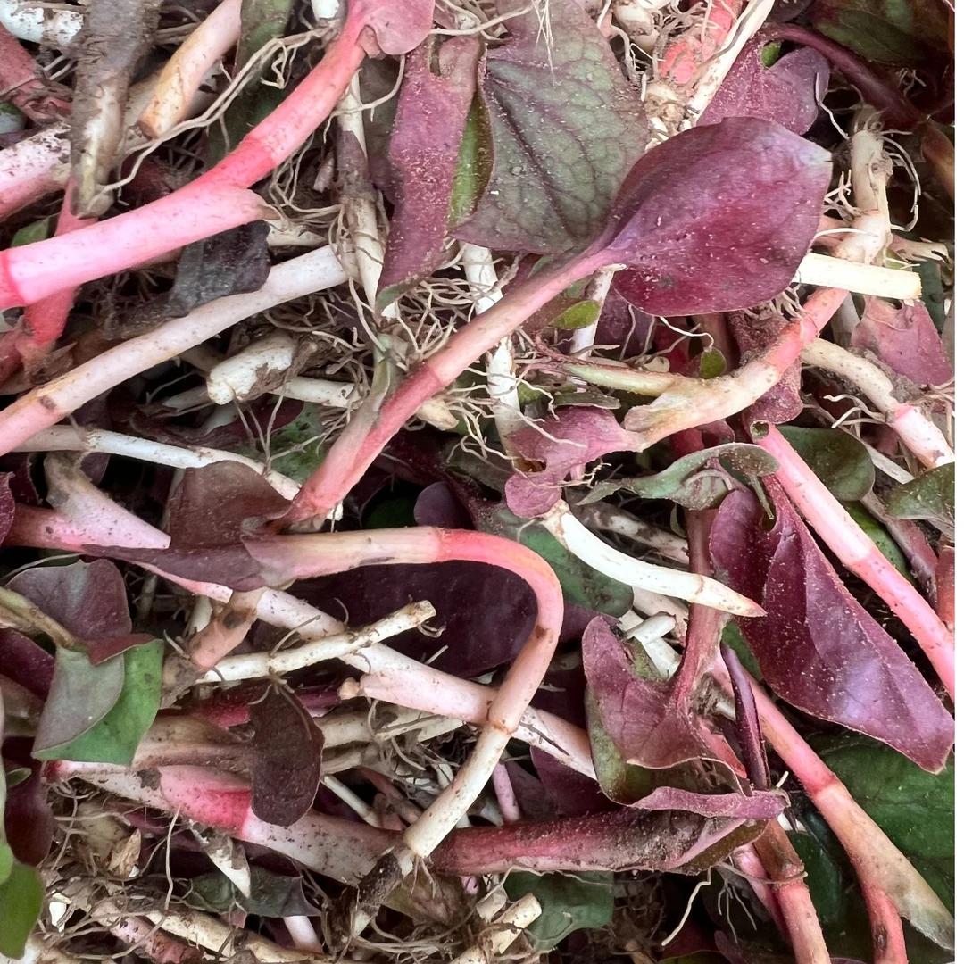 四川现挖野生折耳根猪鼻孔带土发货