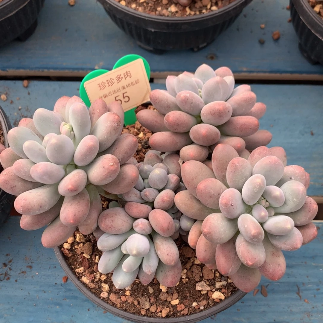 橙光奶无砍老桩55