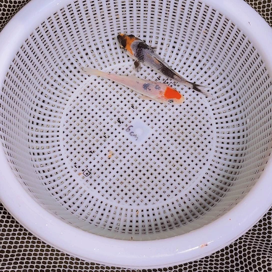 挥***行海水锦鲤的故事是
