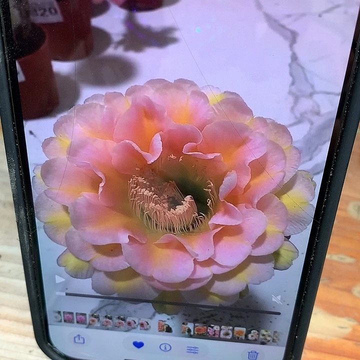 彩草花样80号 侧芽