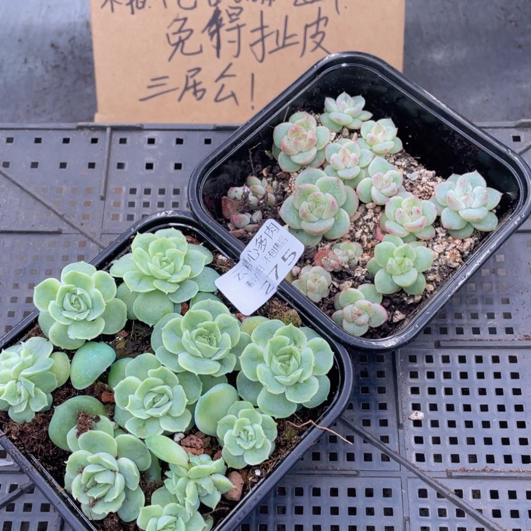 云糖心多肉植物275