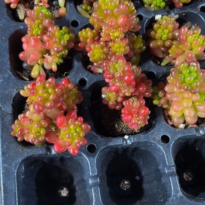 小浆果1元带土发