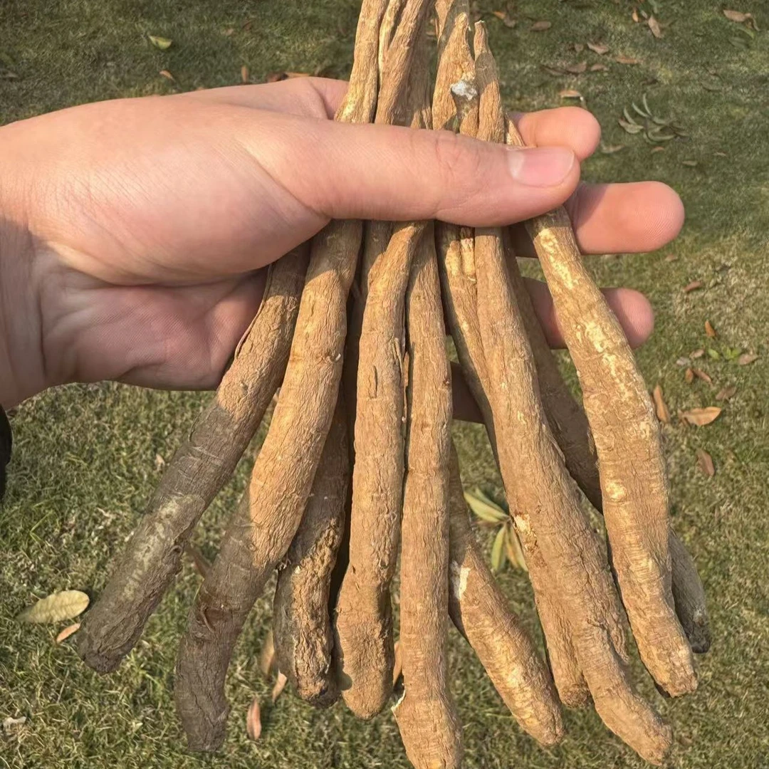 现收土当归藏区甜当归山货煲汤泡水