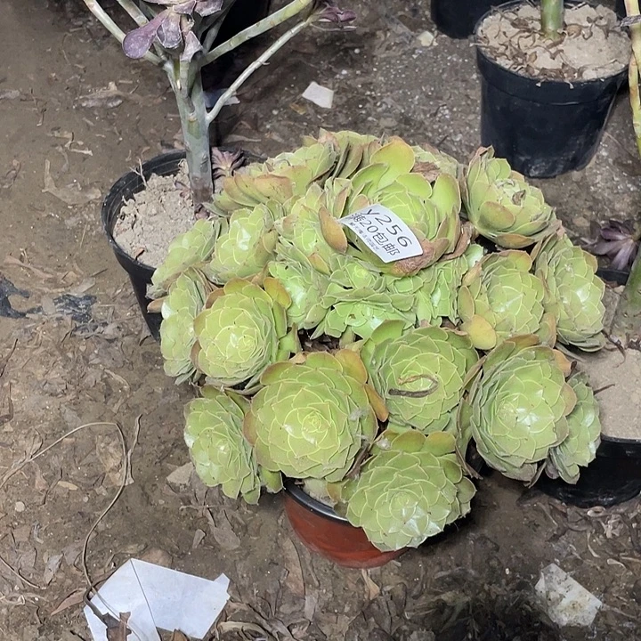 256万圣节多肉法师多肉