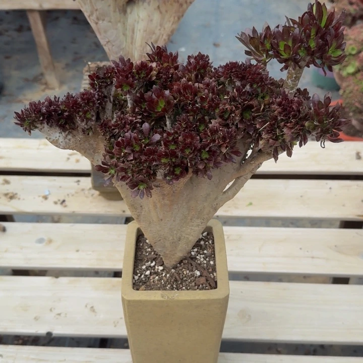 呵**贝特特特特特特特402