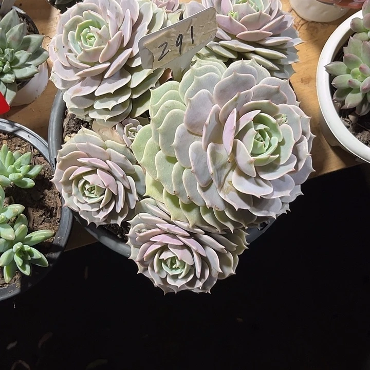 ᥫ****0000000000000000000291