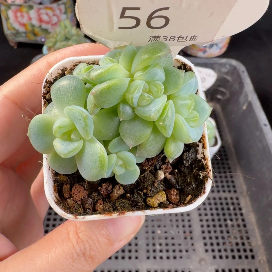 小白兔六头群56号