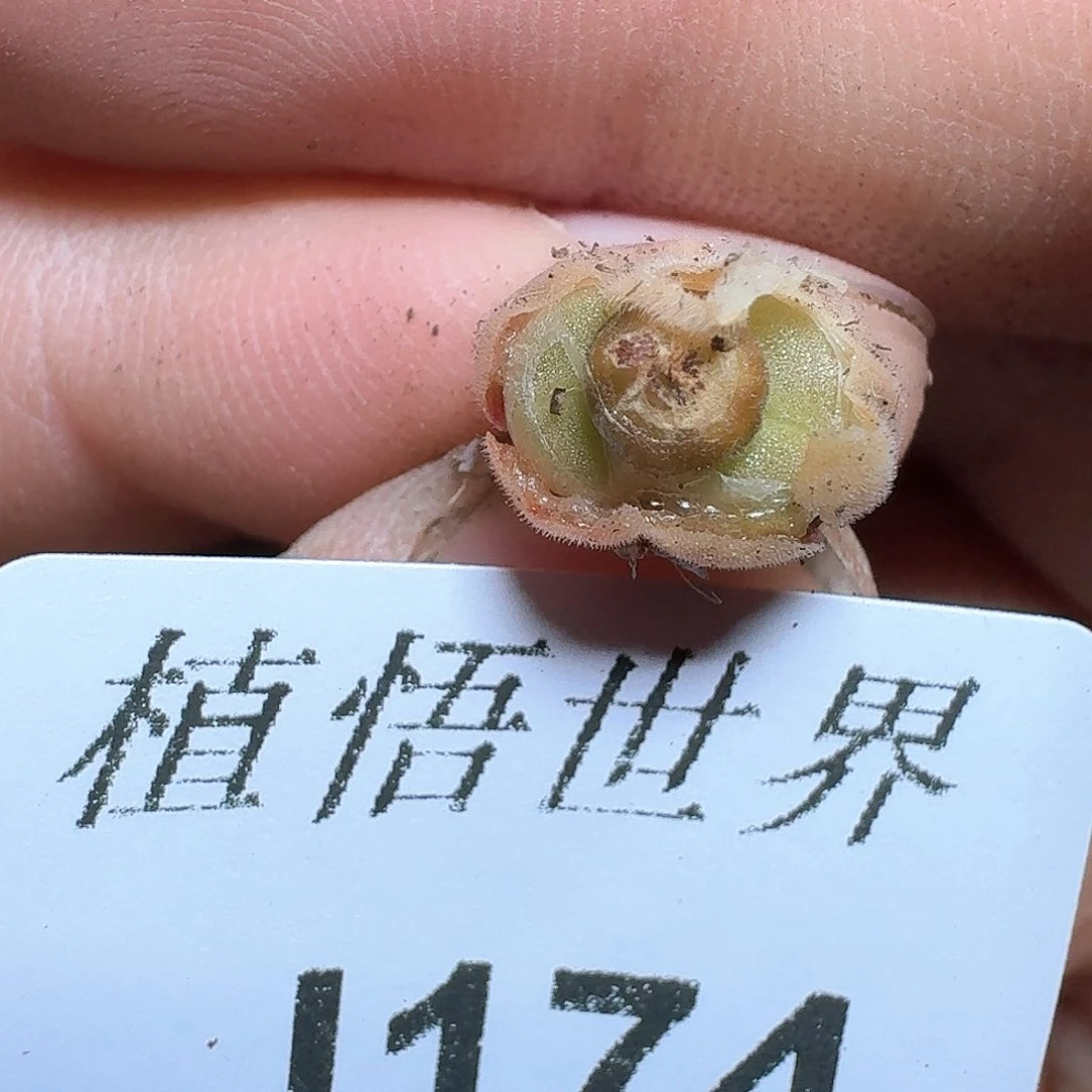 夏*174盒多肉植物哇c g