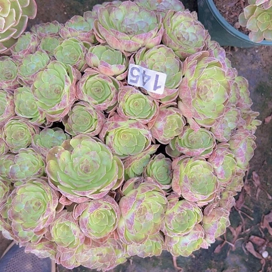 M***怕多肉植物一个沙拉碗