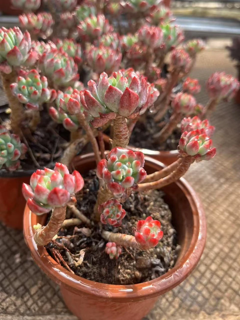 5月10日1001-1100云南多肉基地直发一物一拍满18包邮