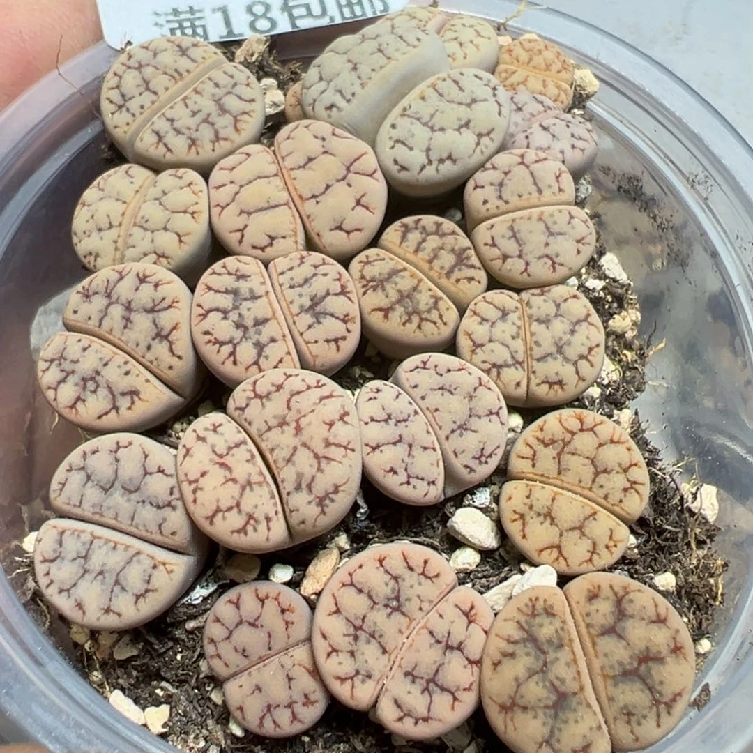 【闪购商品】 559。