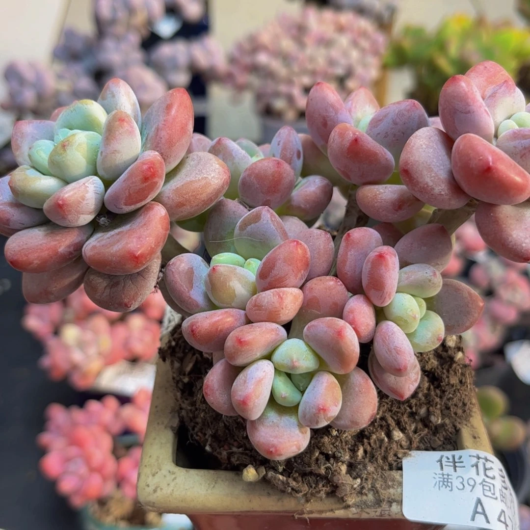 472/12cm樱花洛神多肉植物