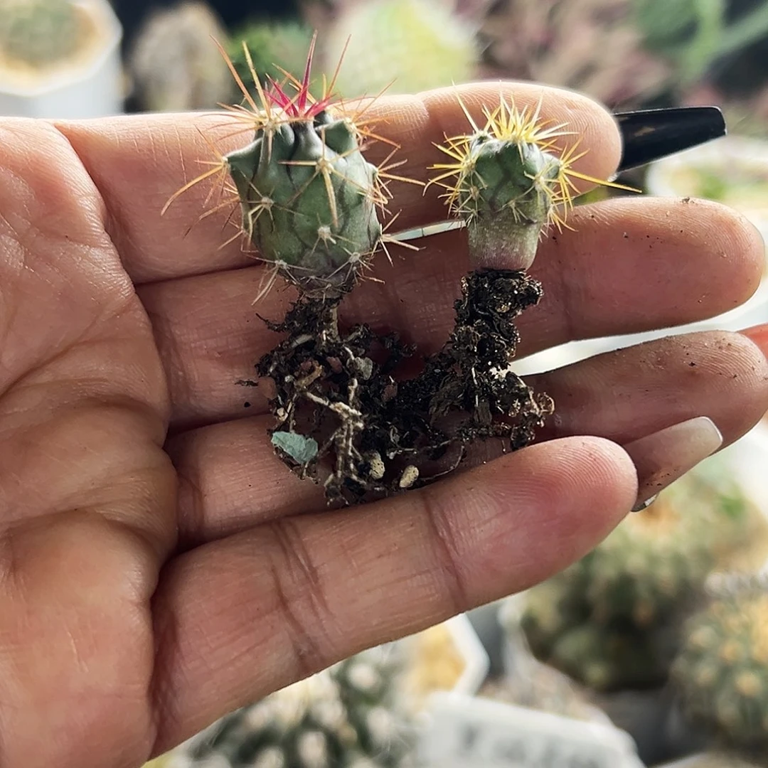 金冠龙加红冠仙人球666666