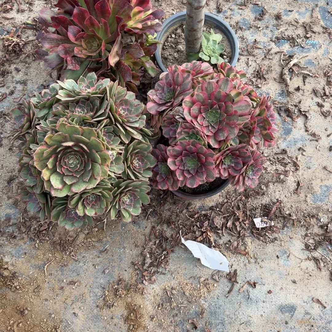 悆****086四颗组合多肉植物法师