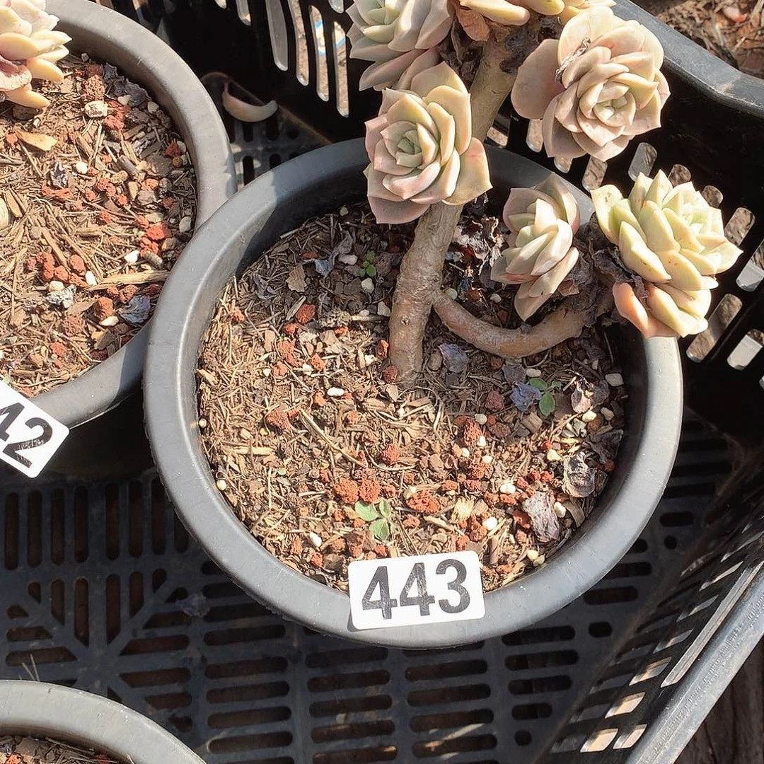 443可爱玫瑰 一物一拍多肉