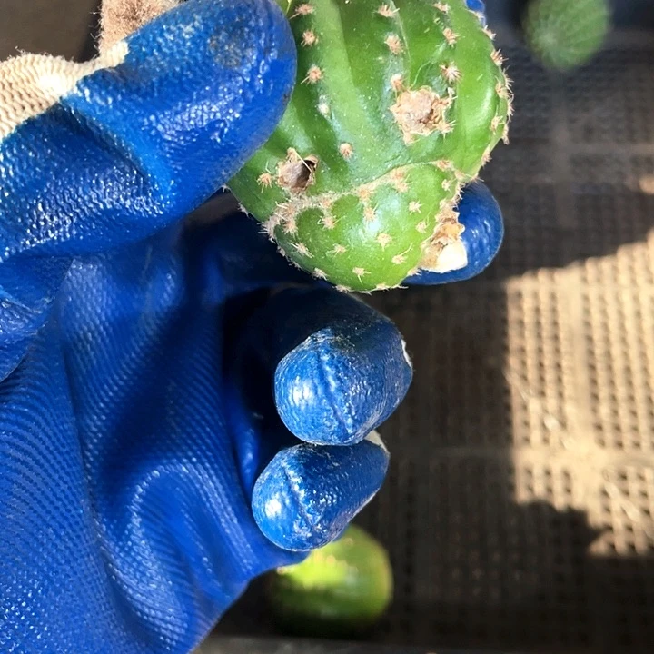 雨***娟小油菜侧芽歪4公分左右满18包邮疤