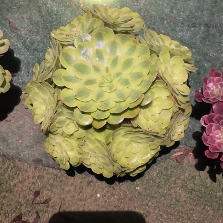 30号雨荷老桩法师