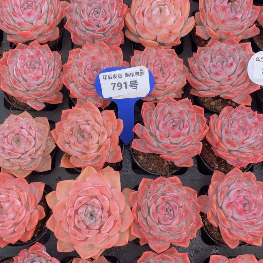 791号粉透全状态爱神单头一个