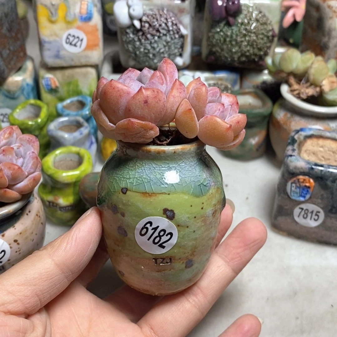 拍5送一个小礼物不含多肉，口3左右