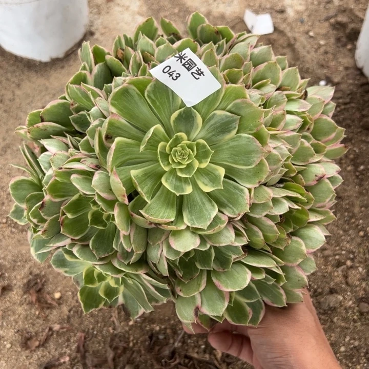水蜜桃手捧多肉植物043