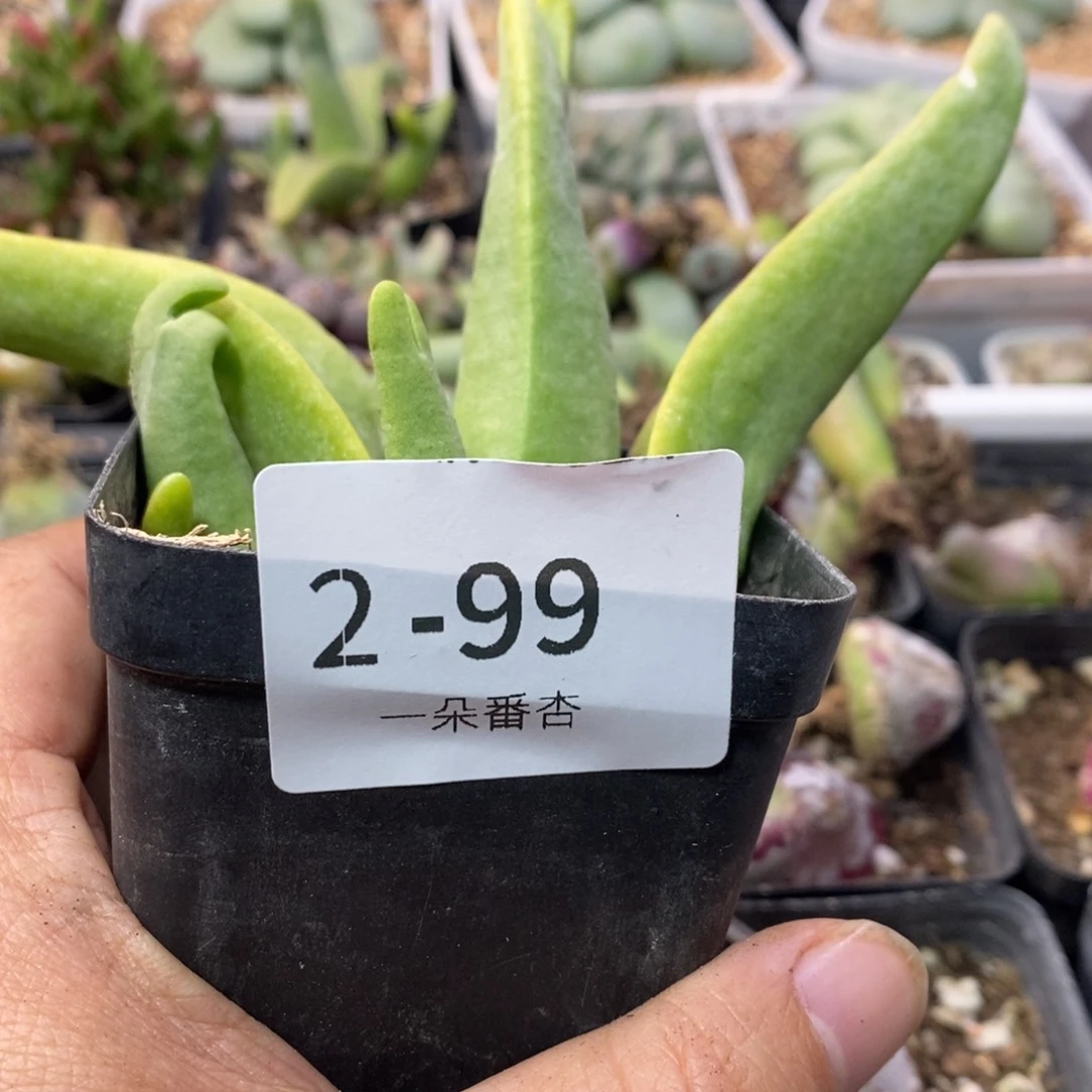 困****）5666669699699999998