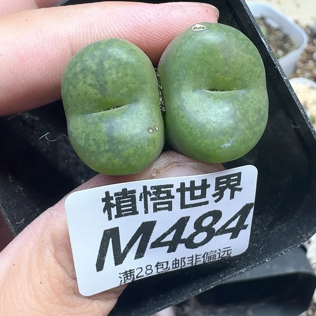 多肉植物多肉植物dc