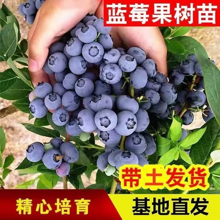 蓝莓树果苗盆栽地栽带花带果南北方种植阳台庭院当年结果蓝莓苗