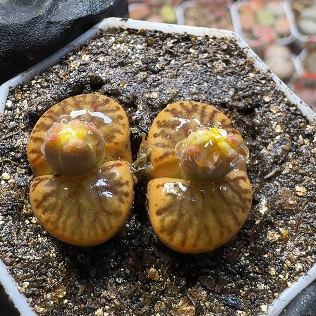 菲***崽生石花111111。  85