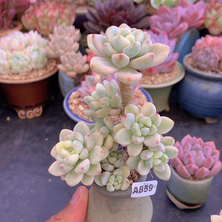 一物一拍含盆土满38包邮A859