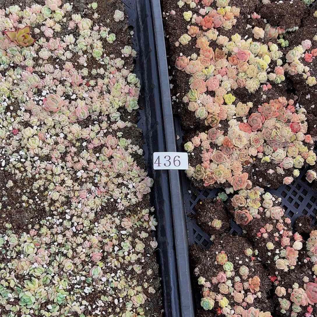 多肉植物多肉植物436